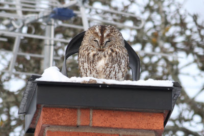 Tawny Owl (Strix aluco) - kattuggla