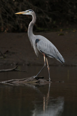 Great Blue Heron (Ardea herodias)