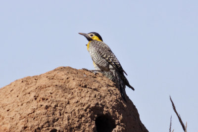 Campo Flicker (Colaptes campestris)