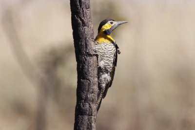 Campo Flicker (Colaptes campestris)