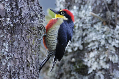 Yellow-fronted Woodpecker (Melanerpes flavifrons)