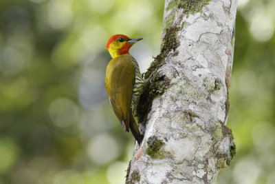 Yellow-throated Woodpecker (Piculus flavigula)