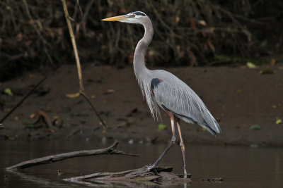 Great Blue Heron (Ardea herodias)