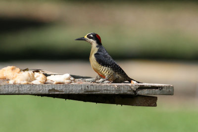 Black-cheeked Woodpecker (Melanerpes pucherani)