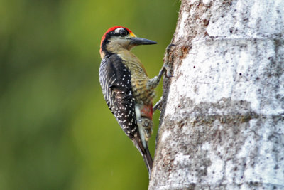 Black-cheeked Woodpecker (Melanerpes pucherani)