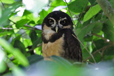 Spectacled Owl (Pulsatrix perspicillata)