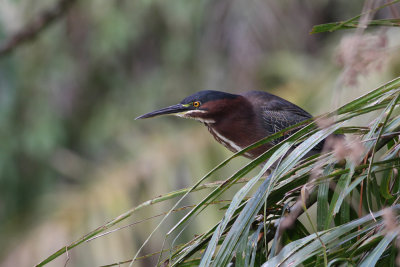 Green Heron (Butorides virescens)