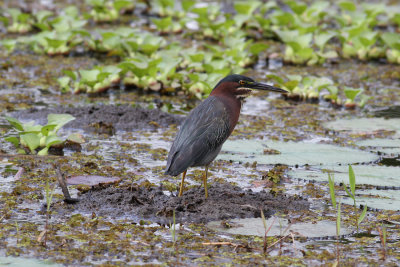Green Heron (Butorides virescens)