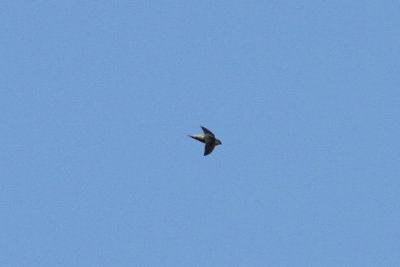 Gray-rumped Swift (Chaetura cinereiventris)