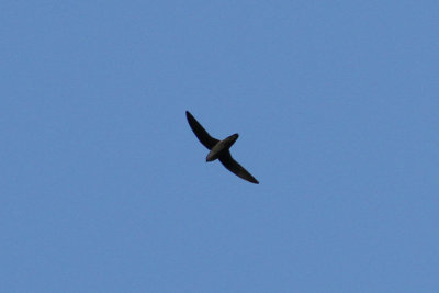 Gray-rumped Swift (Chaetura cinereiventris)