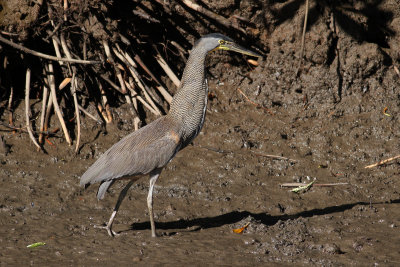 Bare-throated Tiger-Heron (Tigrisoma lineatum)