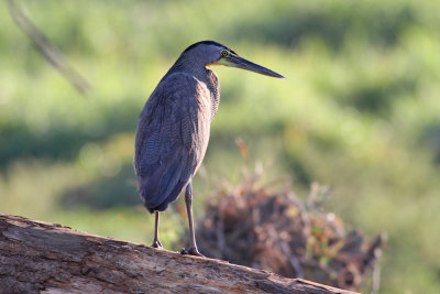 Bare-throated Tiger-Heron (Tigrisoma lineatum)