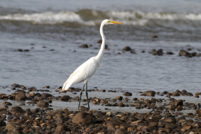 Great Egret (Ardea alba) - ägretthäger