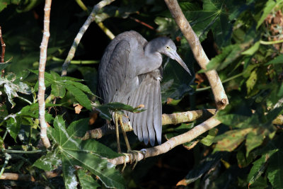 Little Blue Heron (Egretta caerulea) - blåhäger
