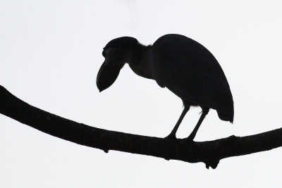 Boat-billed Heron (Cochlearius cochlearius)