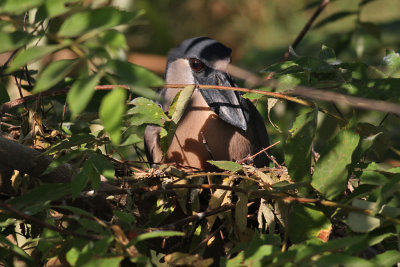 Boat-billed Heron (Cochlearius cochlearius)