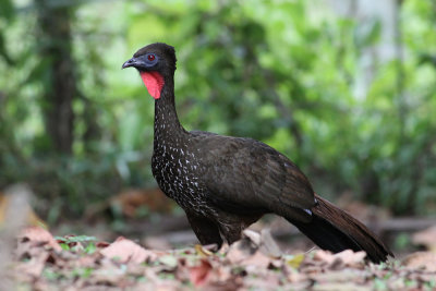 Crested Guan (Penelope purpurascens)