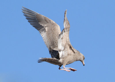 Glaucous Gull (Larus hyperboreus) - vittrut