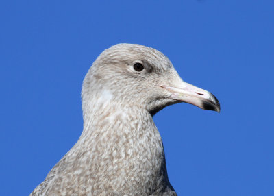 Glaucous Gull (Larus hyperboreus) - vittrut