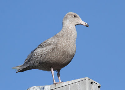 Glaucous Gull (Larus hyperboreus) - vittrut