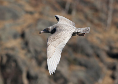 Glaucous Gull (Larus hyperboreus) - vittrut