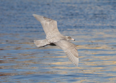 Glaucous Gull (Larus hyperboreus) - vittrut