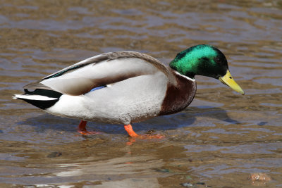 Mallard (Anas platyrhynchos) - grsand