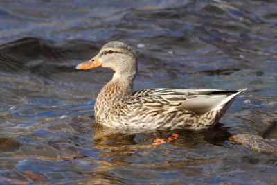 Mallard (Anas platyrhynchos) - gräsand
