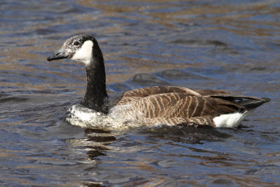 Canada Goose (Branta canadensis) - kanadags