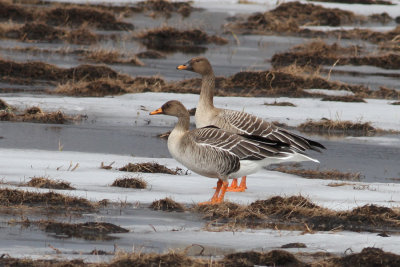 Bean Goose (Anser fabalis) - sdgs