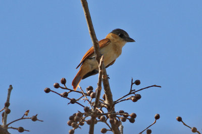 Rose-throated Becard (Pachyramphus aglaiae)