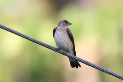Northen Rough-winged Swallow (Stelgidopteryx serripennis)