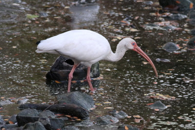 White Ibis (Eudocimus albus)