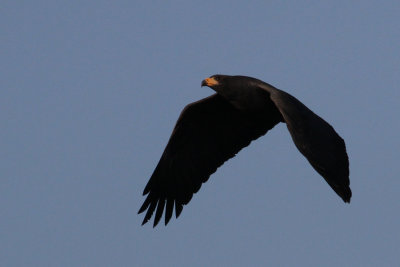 Common Black Hawk (Buteogallus anthracinus)