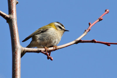 Firecrest (Regulus ignicapilla) - brandkronad kungsfgel