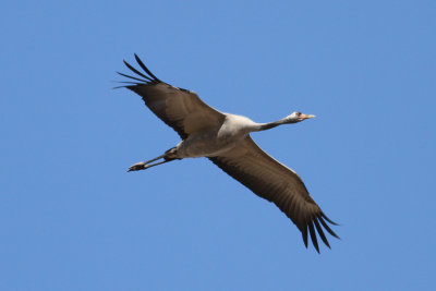 Common Crane (Grus grus) - trana