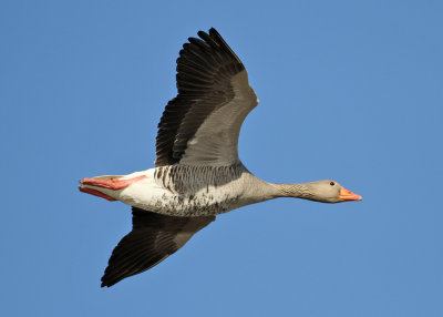 Greylag Goose (Anser anser) - grågås