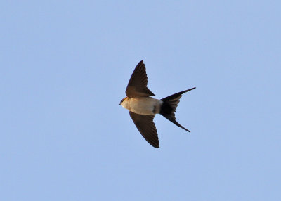 Red-rumped Swallow (Cecropis daurica) - rostgumpsvala