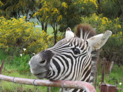 wacko the friendly zebra
