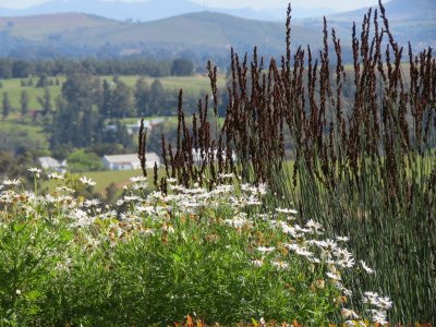 Winery blossoms