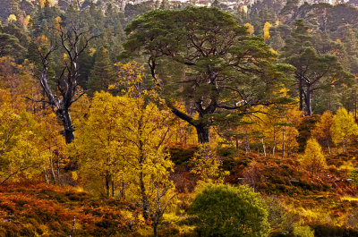 Autumn in the Highlands