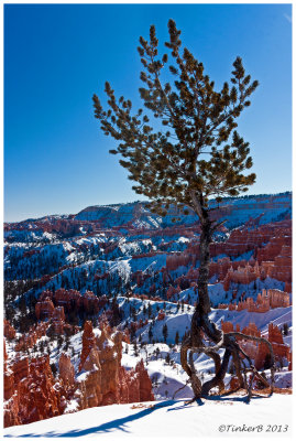 Clinging on at Bryce 