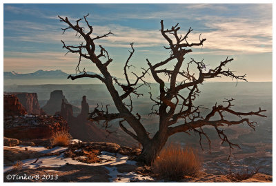 Mesa Tree - Canyonlands