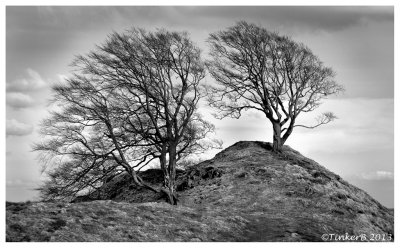Two Trees - Near the Wall