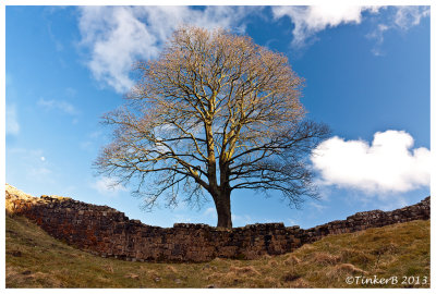 Sycamore Gap on Hadrian's Wall - From the North Side