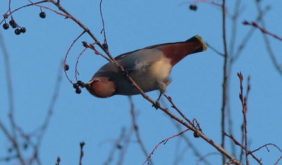 PAW37 - Bohemian Waxwing