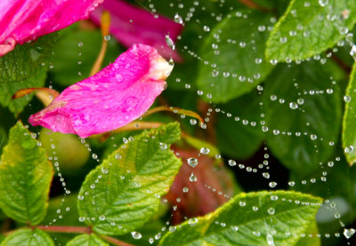 PAW48 - Roseweb