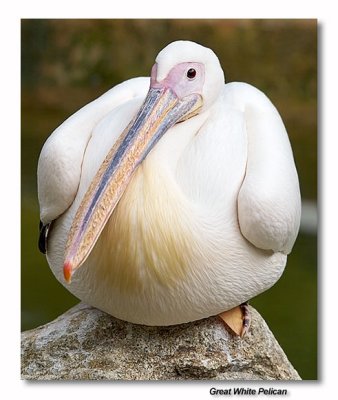 Great White Pelican