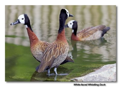 White-faced Whistling Duck