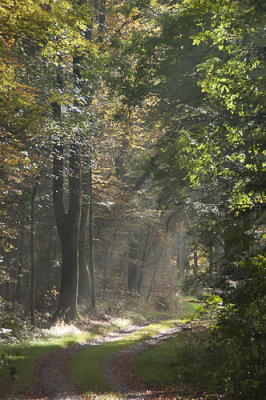 Autumn days in the Wood - Vr Skov